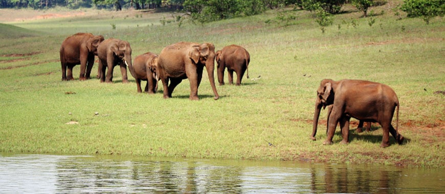 Bangalore to Thekkady