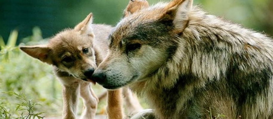 Anerdam Wildlife Sanctuary