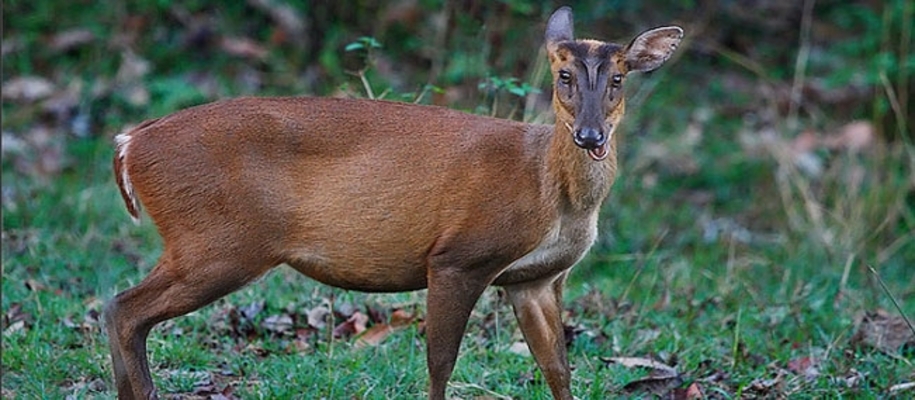 B R Hills Wildlife Sanctuary
