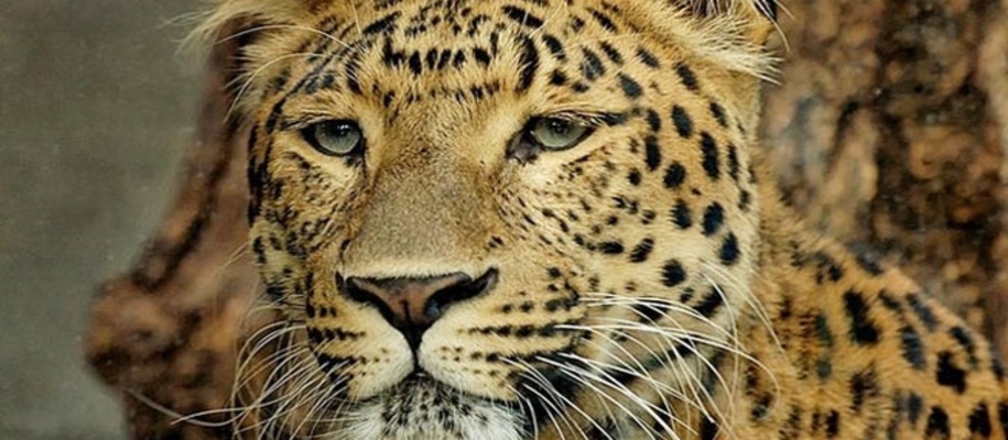 Badarama Wildlife Sanctuary