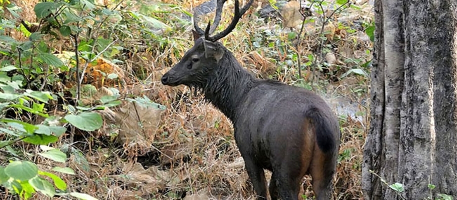 Baisipalli Wildlife Sanctuary