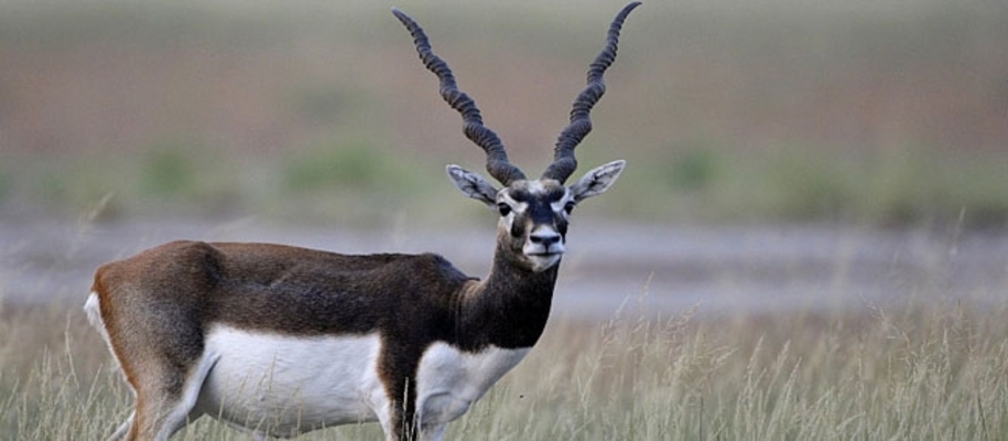 Balukhand Wildlife Sanctuary