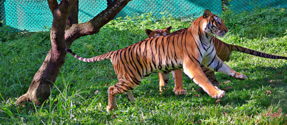 Bannerghatta National Park