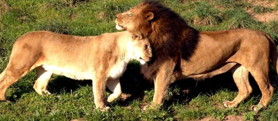 Barda Wildlife Sanctuary