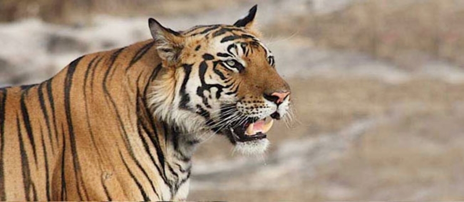 Barnawapara Wildlife Sanctuary