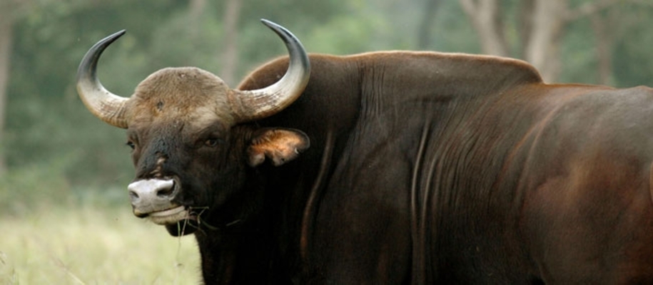 Betla National Park