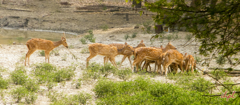 Bhadra Wildlife Sanctuary