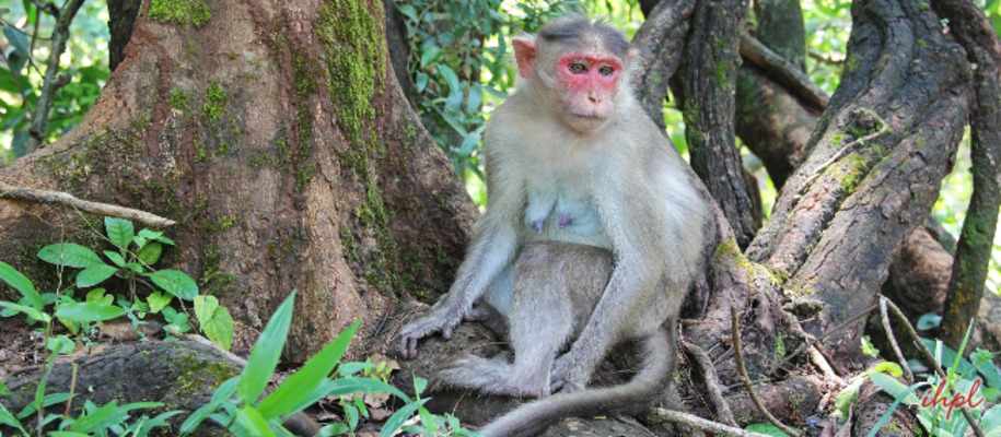 Bhagwan Mahavir Sanctuary