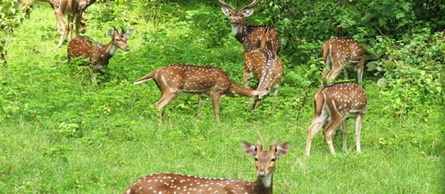 Bhairamgarh Wildlife Sanctuary