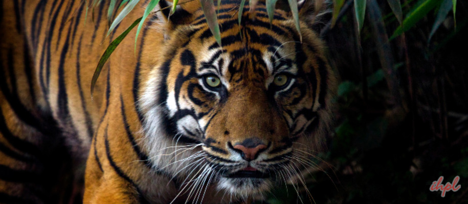 Bhamragarh Wildlife Sanctuary