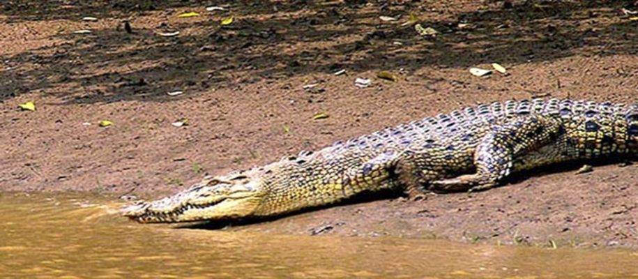 Bhitarkanika Wildlife Sanctuary