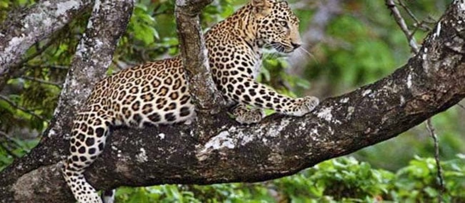 Bhoramdev Wildlife Sanctuary