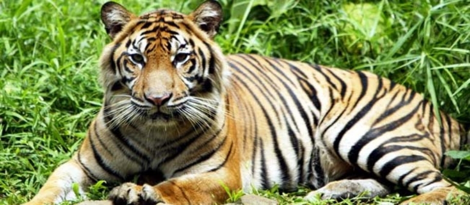 Bor Wildlife Sanctuary