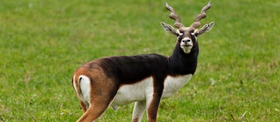 Bori Wildlife Sanctuary