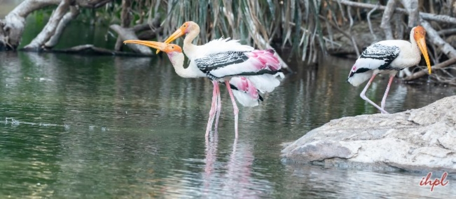 Cauvery Wildlife Sanctuary