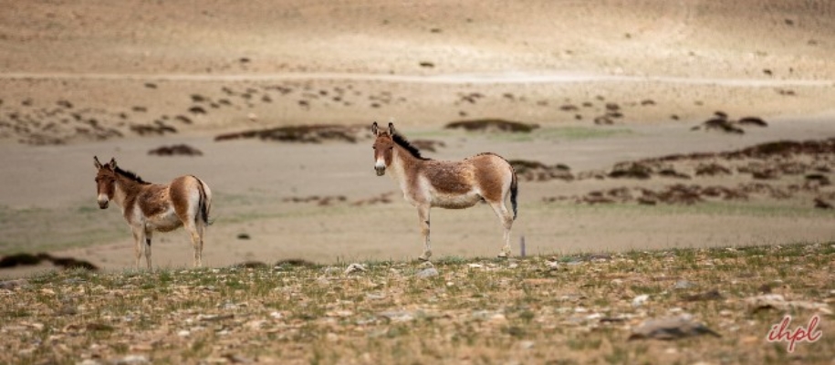 Changthang Wildlife Sanctuary