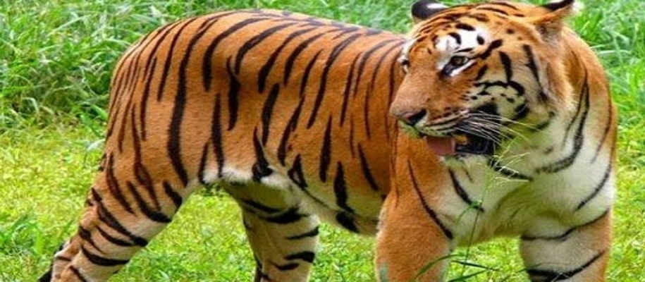 Chikhaladara Wildlife Sanctuary