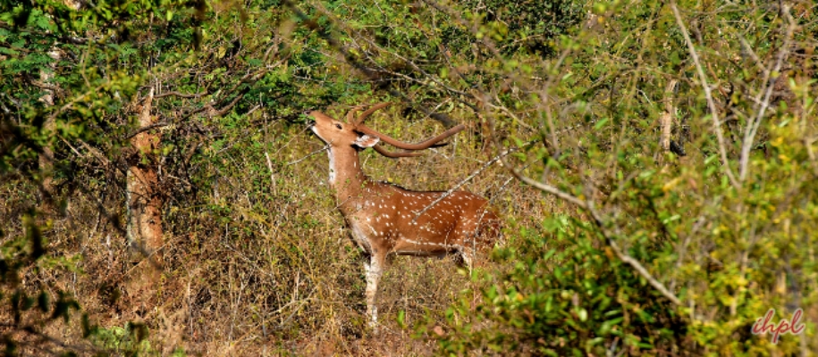 Chinnar Wildlife Santuary