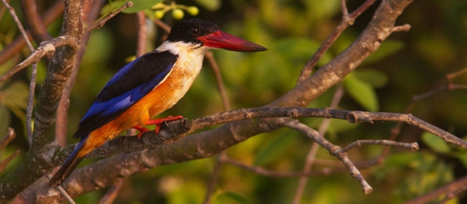 Coringa Wildlife Sanctuary