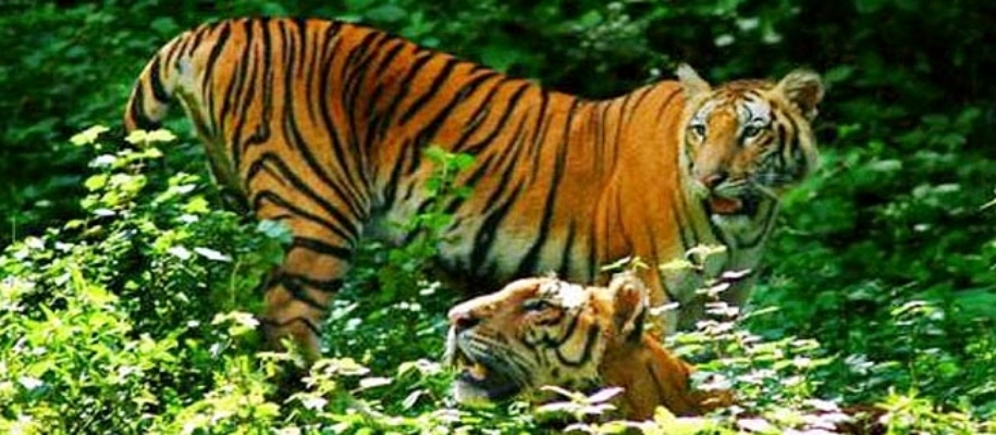 Cotigao Wildlife Sanctuary