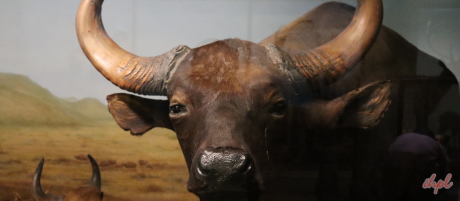 Dajipur Bison Sanctuary