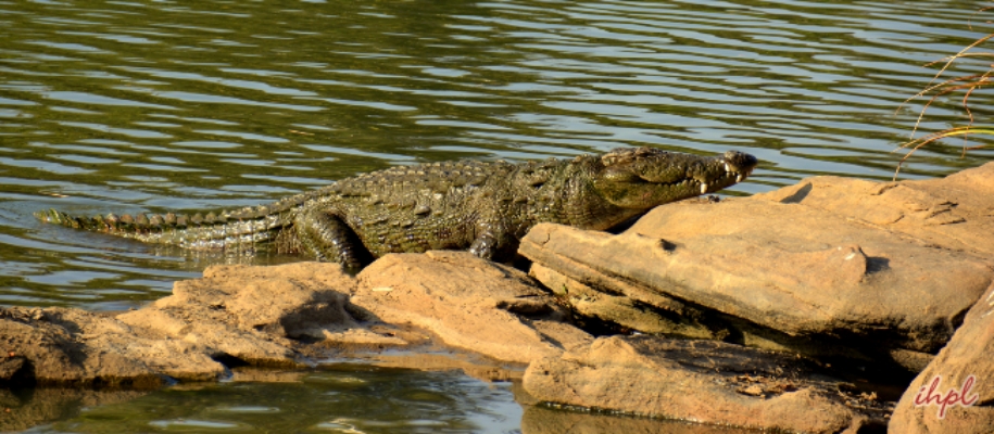Dandeli Wildlife Sanctuary