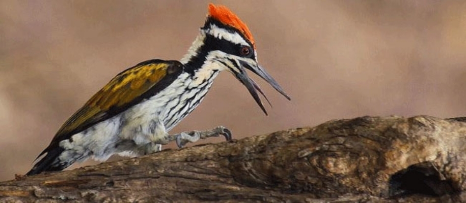 Daranghati Wildlife Sanctuary