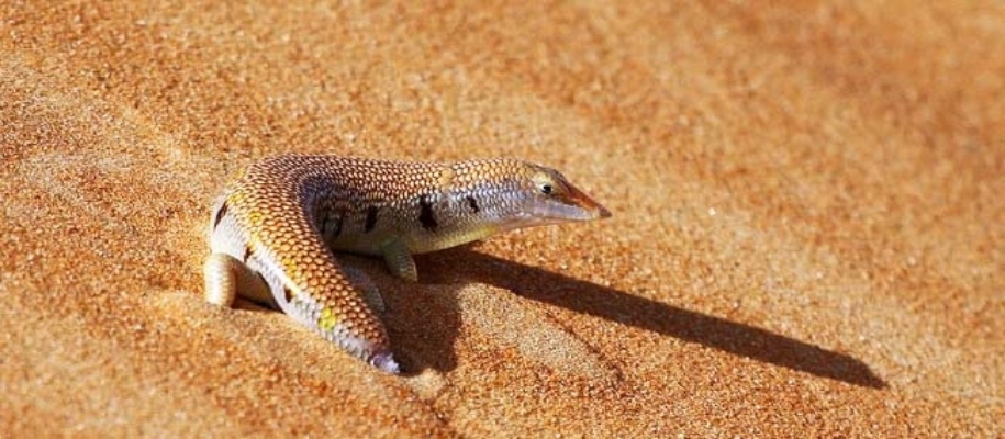 Desert National Park