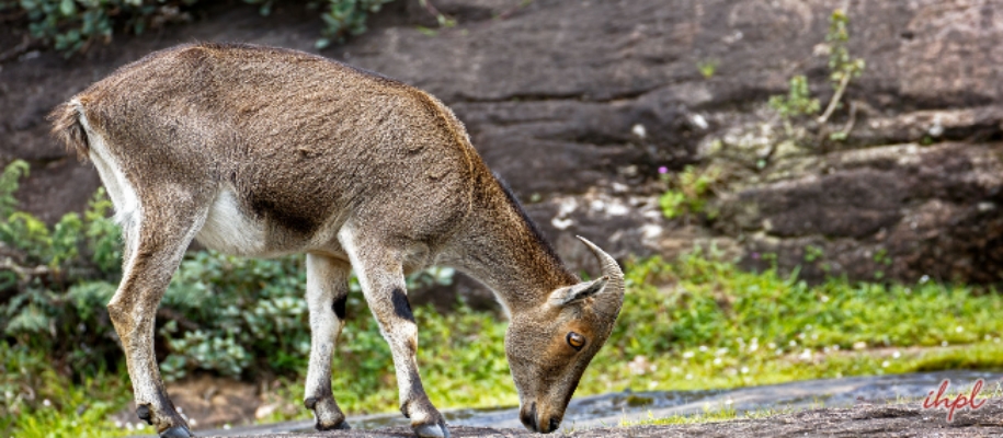 Conservation History of Eravikulam Wildlife Sanctuary