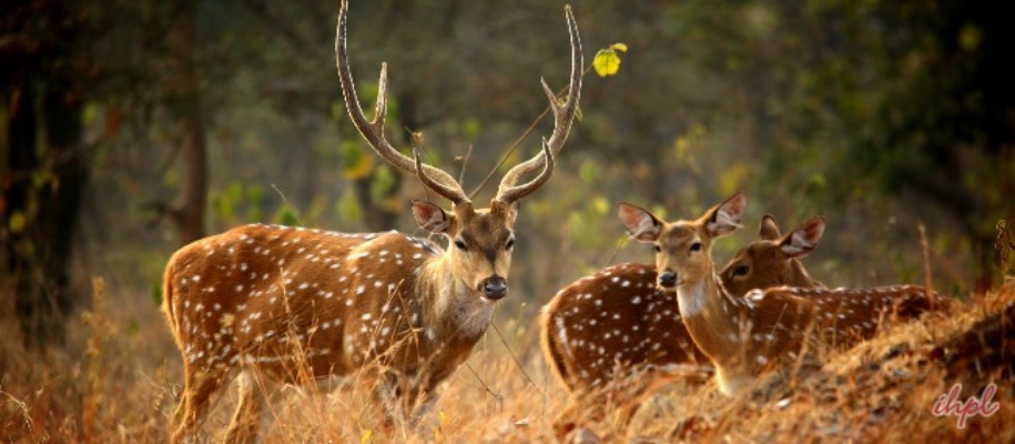 Gomarda Wildlife Sanctuary