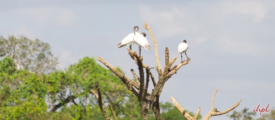 Gudavi Bird Sanctuary