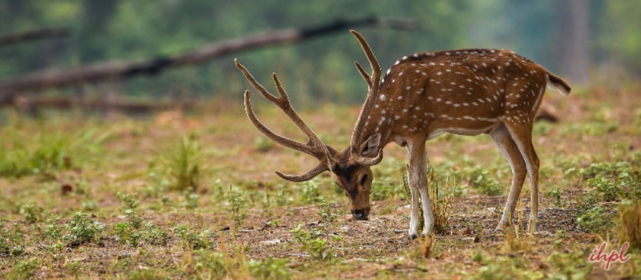 Gugamal National Park