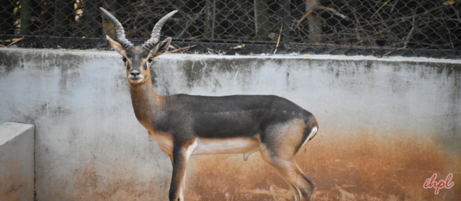Guindy National Park