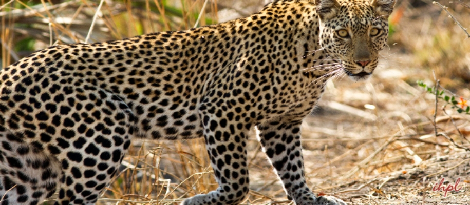 Gundla Brahmeswara Sanctuary