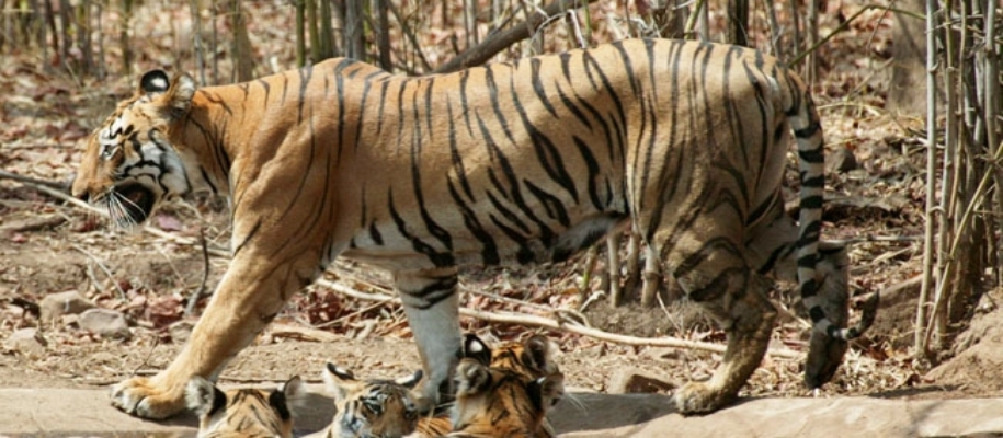 Guru Ghasidas National Park