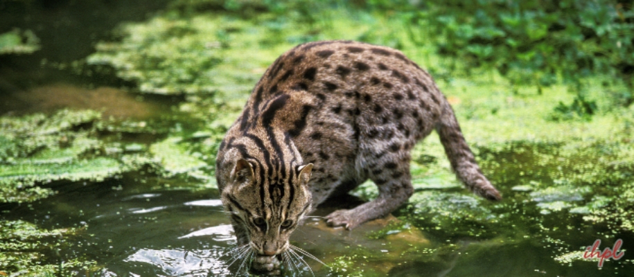 Hadagarh Wildlife Sanctuary