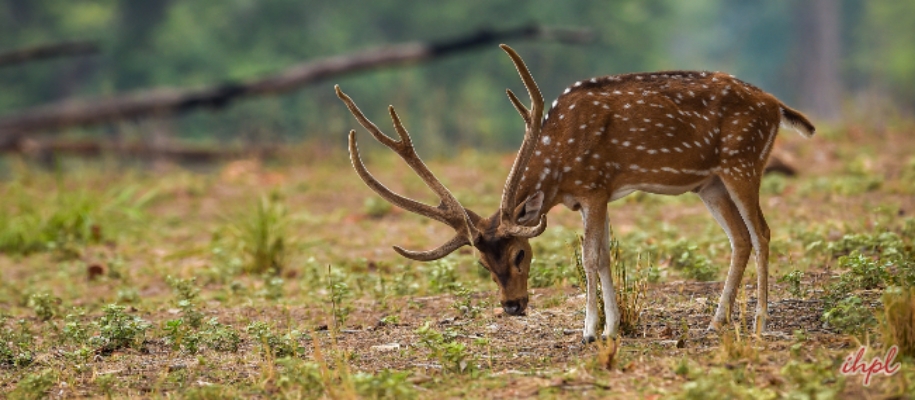 Hazaribagh Wildlife Sanctuary