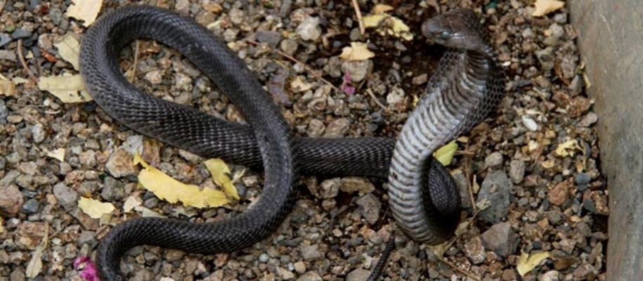 Hingolgadh Nature Education Sanctuary