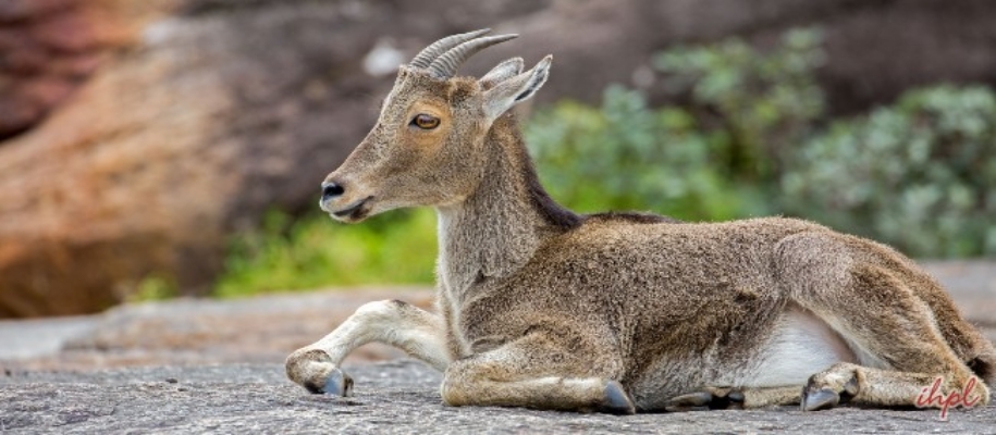 Idukki Wildlife Sanctuary