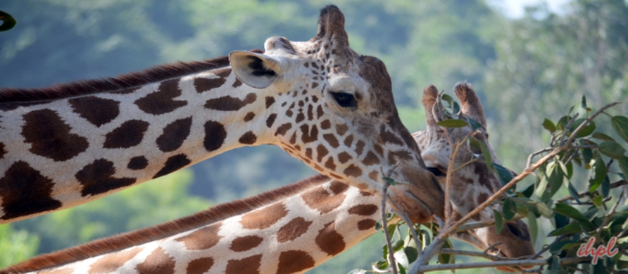 Indira Gandhi Zoological Park