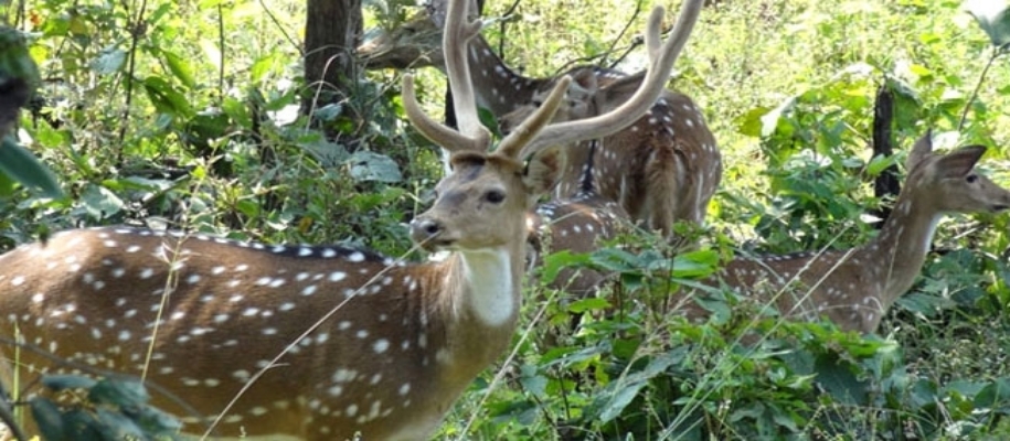 Indravati National Park