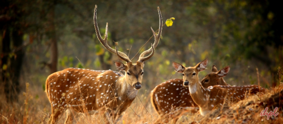 Jasrota Wildlife Sanctuary