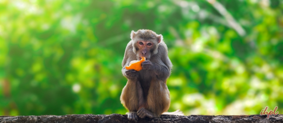 Jijamata Udayan Zoo