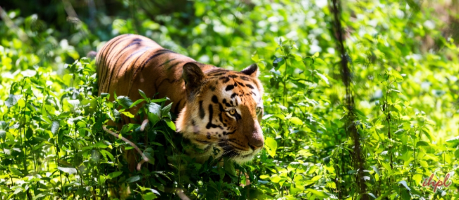 Kalakkadu Wildlife Sanctuary