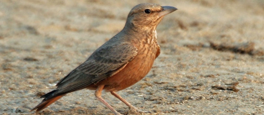 Kawal Wildlife Sanctuary