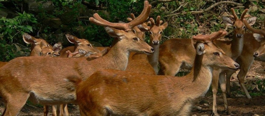 Keibul Lamjao National Park