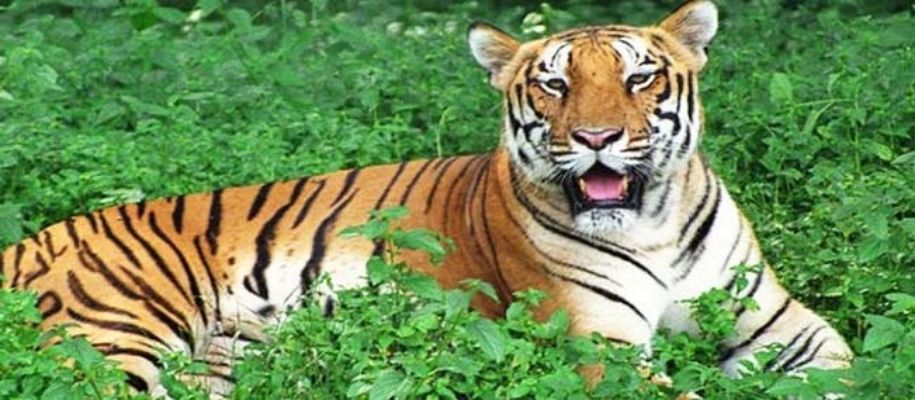 Kinnerasani Wildlife Sanctuary