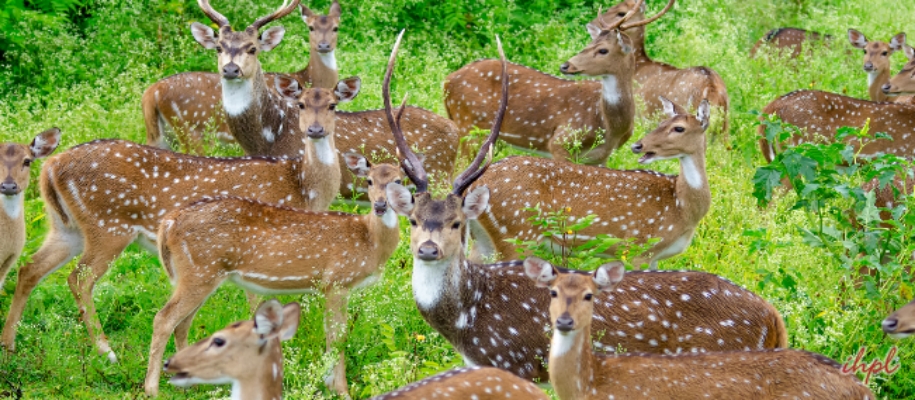Kuldiha Wildlife Sanctuary
