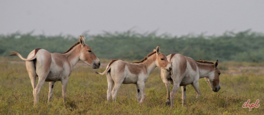 Kutch Desert Wildlife Sanctuary