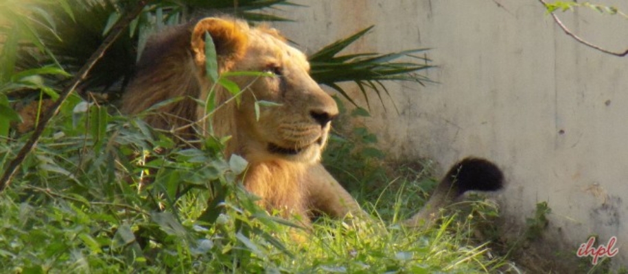 Wildlife Conservation in India